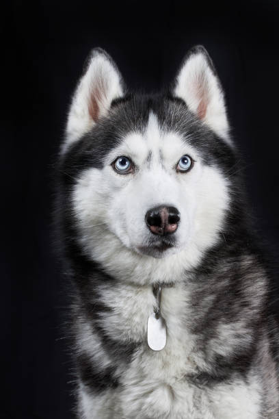 istock Close-up Siberian Husky's head with blue eyes on an isolated black background, front view 1369270266