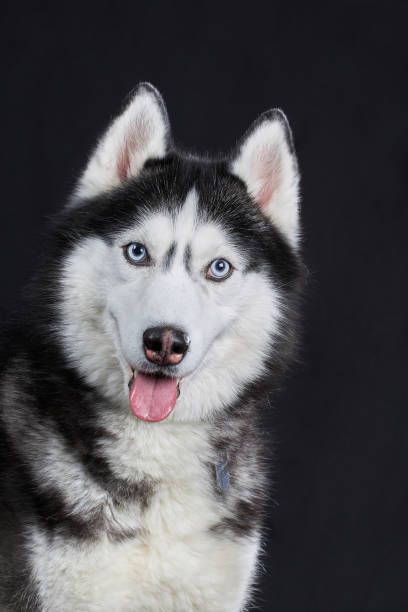 istock Close-up Siberian Husky's head with blue eyes on an isolated black background, front view 1369270624