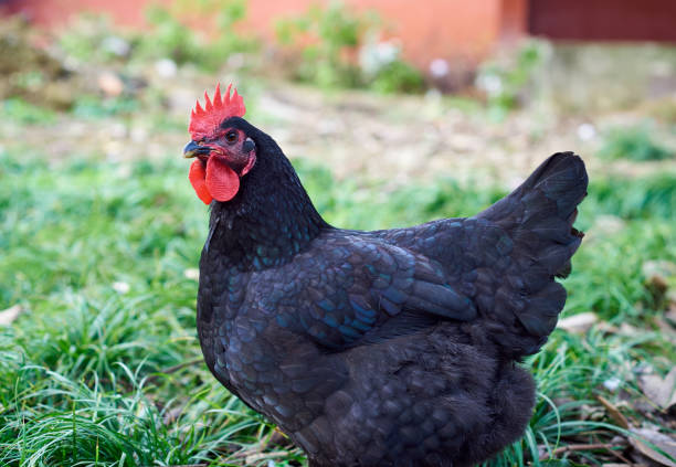 istock A black hen foraging outdoors 1369270631