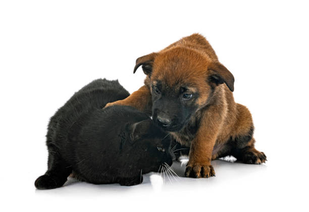 istock puppy malinois and cat in studio 1369270683