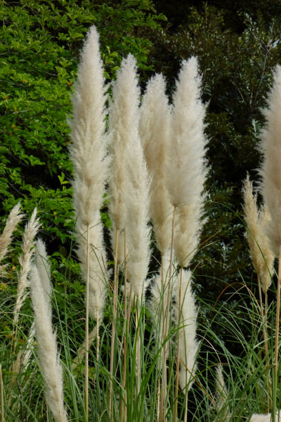 istock Fluffy and familiar pampas grass 1369270872