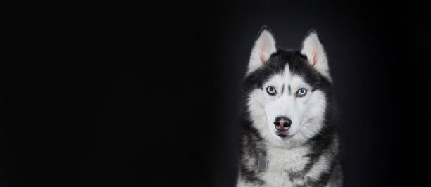 istock Close-up Siberian Husky's head with blue eyes, front view, isolated on black background. Copy space 1369270886