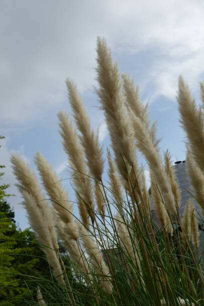 istock Fluffy and familiar pampas grass 1369271084