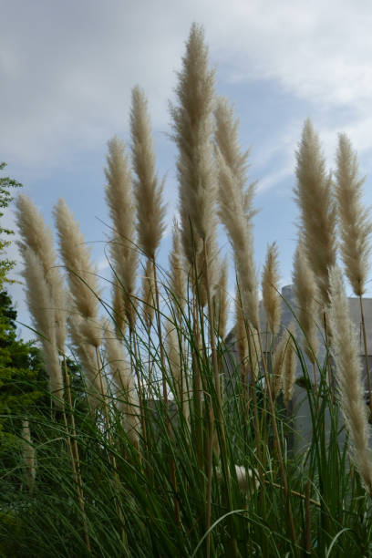 istock Fluffy and familiar pampas grass 1369271144