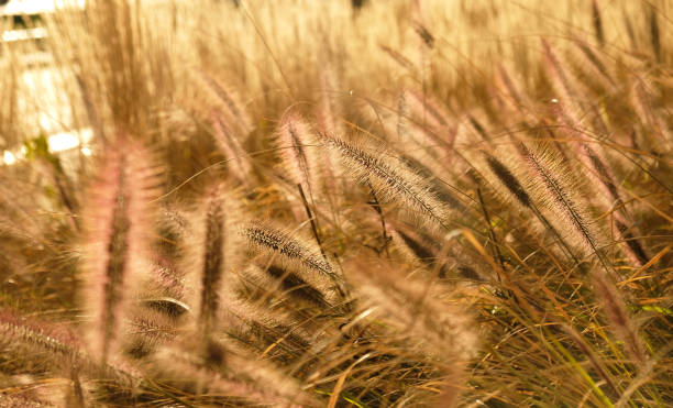 flauschige goldene ohren aus trockenem gras, getreidepflanzen wiegen sich im wind. abstrakter natürlicher hintergrund. muster mit neutralen, natürlichen farben. minimalistisches, stilvolles trendkonzept. selektiver fokus. - sepia toned field wheat sign stock-fotos und bilder