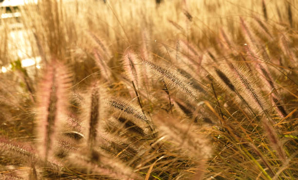 espigas doradas esponjosas de hierba seca, las plantas de cereales se balancean en el viento. fondo natural abstracto. patrón con colores neutros y naturales. concepto minimalista, elegante y de tendencia. enfoque selectivo. - sepia toned field wheat sign fotografías e imágenes de stock