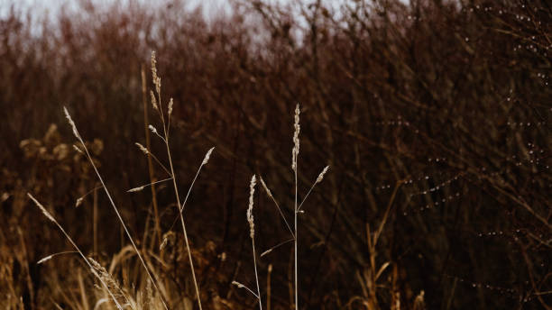 goldene trockene ähren aus gras, getreidepflanzen vor dem hintergrund eines herbstwaldes mit büschen und bäumen ohne blätter. muster mit neutralen, natürlichen farben. minimalistisches, stilvolles trendkonzept. - sepia toned field wheat sign stock-fotos und bilder