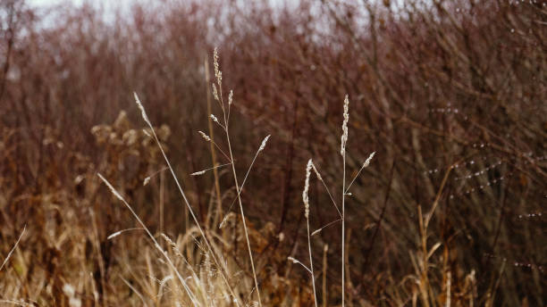 orejas doradas y secas de hierba, plantas de cereales contra el fondo de un bosque otoñal con arbustos y árboles sin hojas. patrón con colores neutros y naturales. concepto minimalista, elegante y de tendencia. - sepia toned field wheat sign fotografías e imágenes de stock