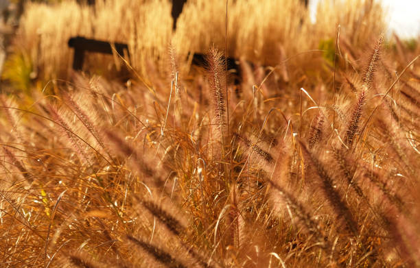 Fluffy golden ears of dry grass, cereal plants sway in the wind. Abstract natural background. Pattern with neutral, natural colors. Minimal, stylish, trend concept. Selective focus. Fluffy golden ears of dry grass, cereal plants sway in the wind. Abstract natural background. Pattern with neutral, natural colors. Minimal, stylish, trend concept. Selective focus. carex pluriflora stock pictures, royalty-free photos & images