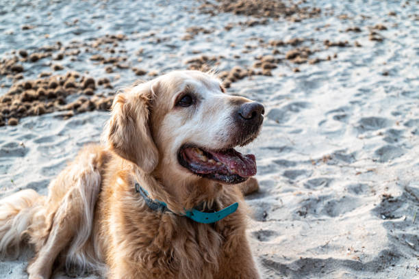 istock Golden retriever lying on the beach 1369273146