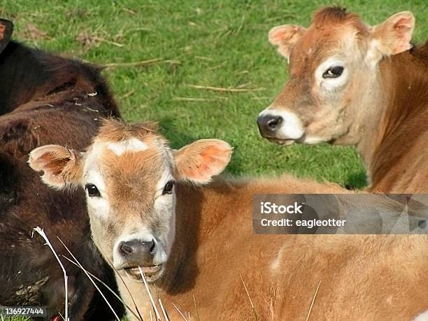 Bovini Stares - Fotografie stock e altre immagini di Ambientazione esterna - Ambientazione esterna, Animale, Animale domestico