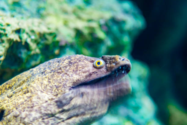 Wild moray eel on the sea floor with open mouth
