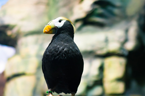 A Tufted Puffin sits on its perch as it observes the passersby.