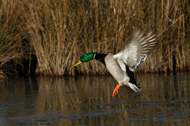 istock Mallard, Anas platyrhynchos 136927576