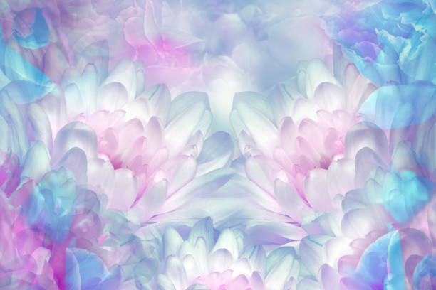 istock Chrysanthemums  flowers. Floral spring  background. Closeup.  Nature. 1369275811