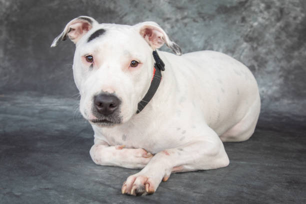 istock A Staffordshire Bull Terrier looking straight at the camera. 1369276055