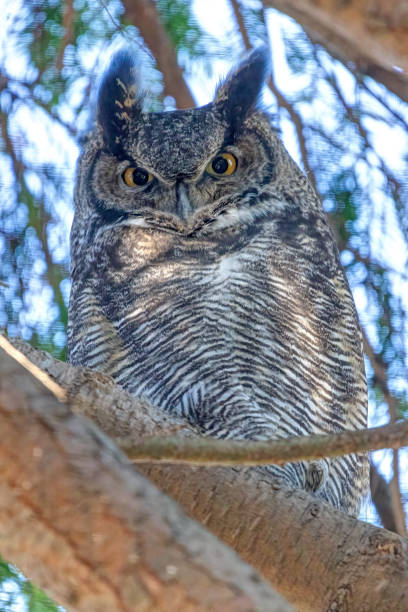 istock Closeup of Great Horned Owl, Delta, BC, Canada 1369276071