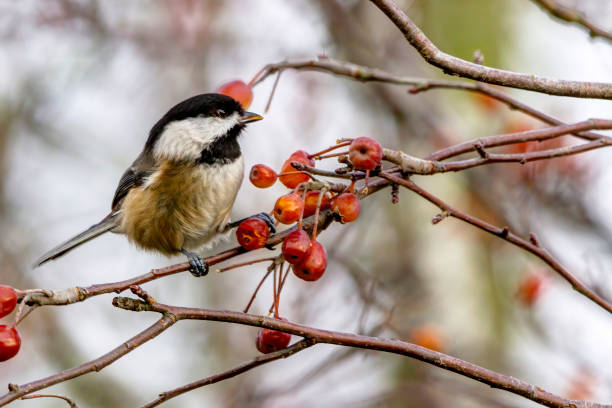 istock black-capped chickadee eating berries in a tree 1369276150