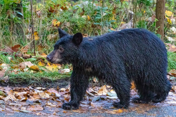 istock black bear in a forest, Coquitlam, BC, Canada 1369276256