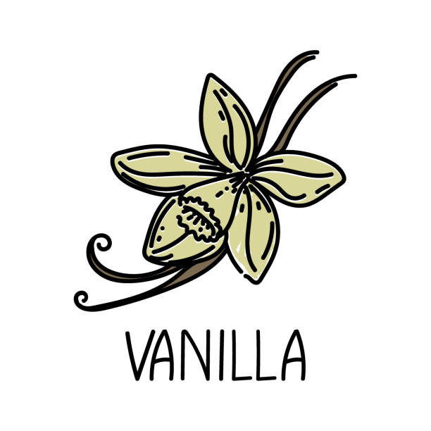 Vanilla, drawn element in doodle style. Logo and emblem packaging design template - spices and herbs- vanilla flower and pods. Logo in a fashionable linear style. Vanilla, drawn element in doodle style. Logo and emblem packaging design template - spices and herbs- vanilla flower and pods. vanilla flower bean stock illustrations