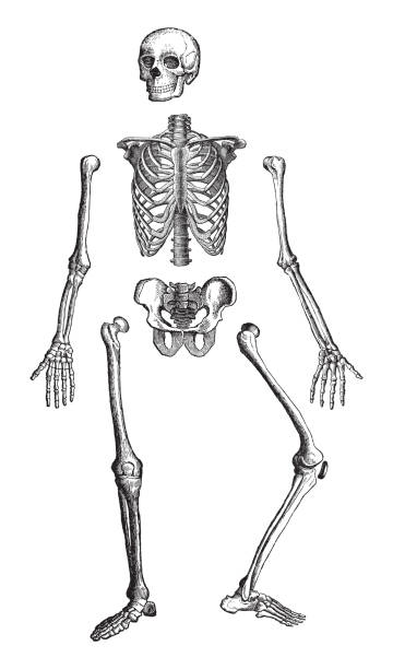 Human skeleton - vintage engraved illustration Vintage engraved illustration isolated on white background - Human skeleton drawing of rib cage anatomy stock illustrations
