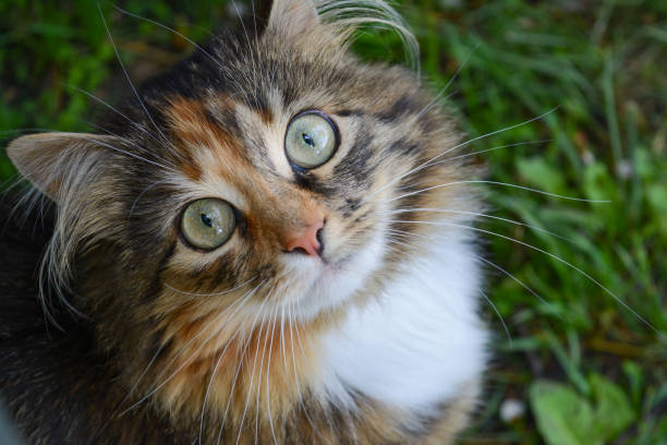 istock A cat portrait close up 1369277778