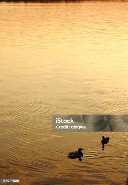 Ducks Im Tidal Basin Stockfoto und mehr Bilder von Abenddämmerung - Abenddämmerung, Auf dem Wasser treiben, Ente - Wasservogel