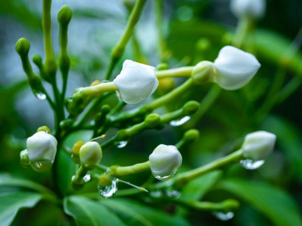 istock Bunch of Gardenia Buds 1369278748