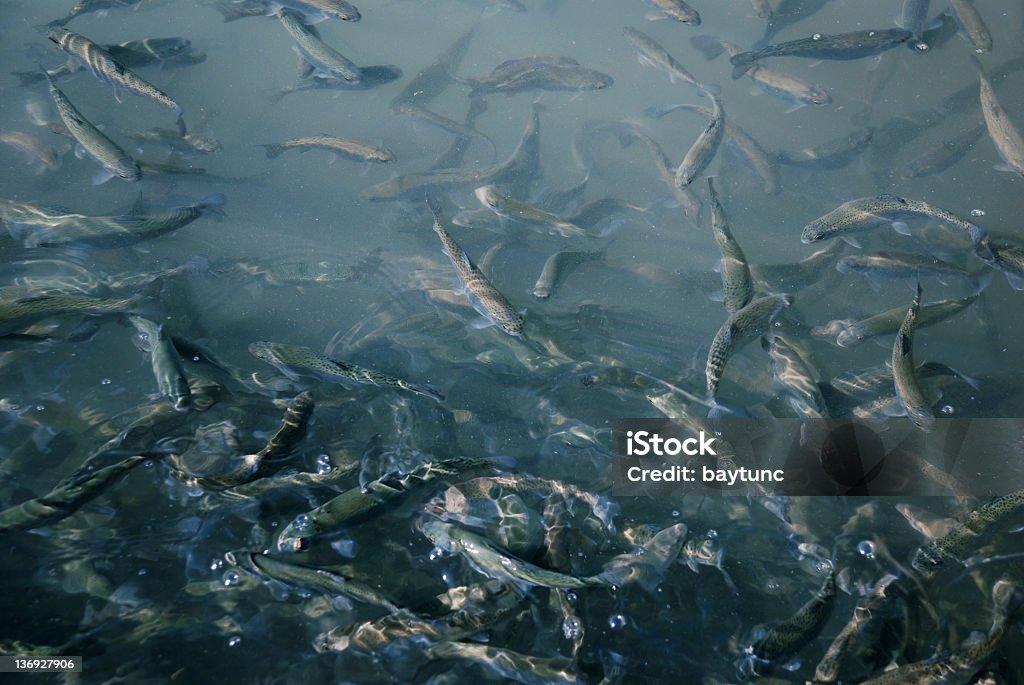 Rainbow Trout - Lizenzfrei Bildkomposition und Technik Stock-Foto