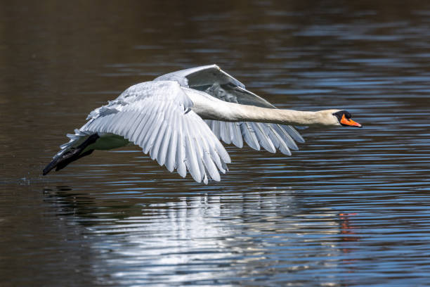 cisne mudo, cygnus olor volando sobre un lago en el jardín inglés en múnich, alemania - englischer garten fotografías e imágenes de stock