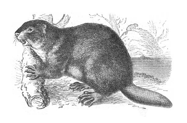 Beaver (Castor fiber) - vintage engraved illustration Vintage engraved illustration isolated on white background - Beaver (Castor fiber) beaver dam stock illustrations