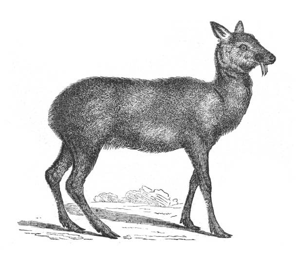 Siberian musk deer (Moschus moschiferus) - vintage engraved illustration Vintage engraved illustration isolated on white background - Siberian musk deer (Moschus moschiferus) moschus stock illustrations
