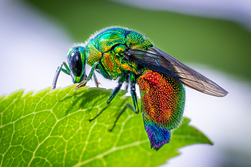 Jewel wasp sitting on a green leaf