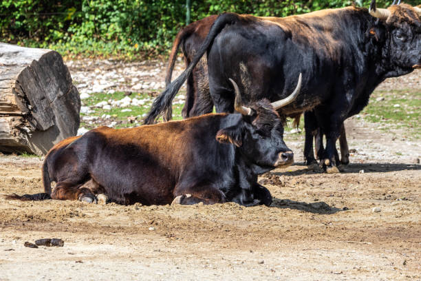 istock Heck cattle, Bos primigenius taurus or aurochs in the zoo 1369282166