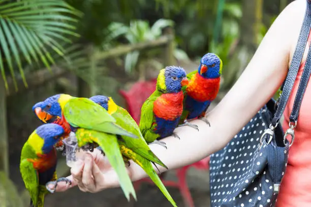 Photo of Rainbow lorikeets on a woman hand