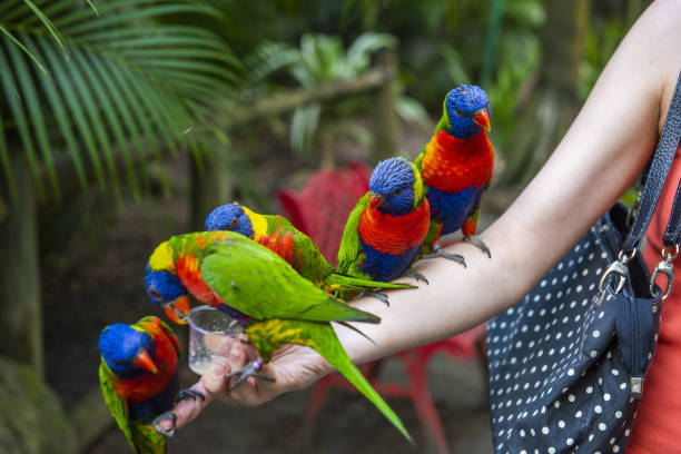 Five rainbow lorikeets (Trichoglossus haematodus) sitting on a woman hand