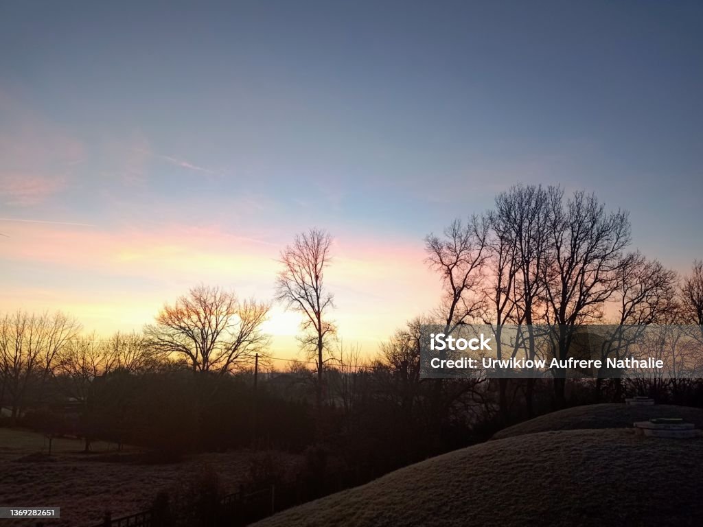 Photograph of blue and pink pastel sky at sunrise over trees in winter Bare Tree Stock Photo