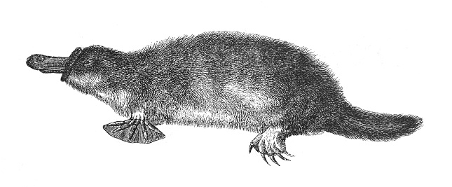 Vintage engraved illustration isolated on white background - Platypus (Ornithorhynchus anatinus)