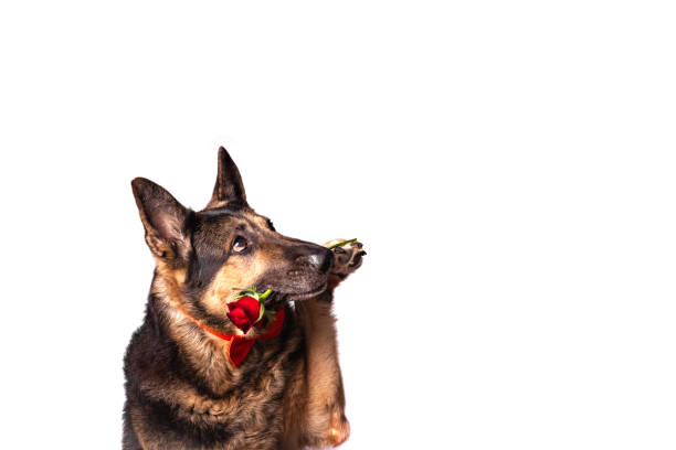 der schäferhundhund ist in eine rote fliege gekleidet, die eine rose in den zähnen hält, die auf weißem hintergrund isoliert ist. - dogrose stock-fotos und bilder