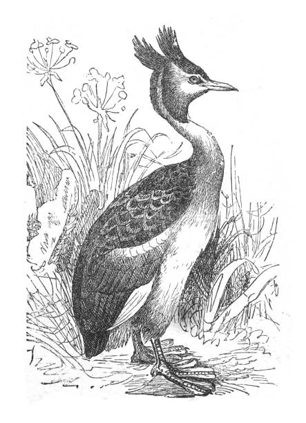 Great crested grebe (Podiceps cristatus) - vintage engraved illustration Vintage engraved illustration isolated on white background - Great crested grebe (Podiceps cristatus) great crested grebe stock illustrations