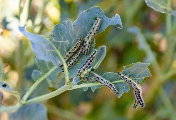 istock Cabbage butterfly caterpillars eat broccoli leaves 1369285056