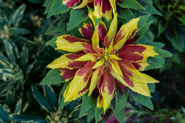 istock Colorful bright flower. Natural floral background. 1369285127