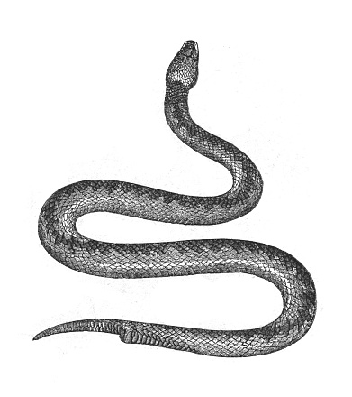 Vintage engraved illustration isolated on white background - Common European adder or common European viper (Vipera berus)