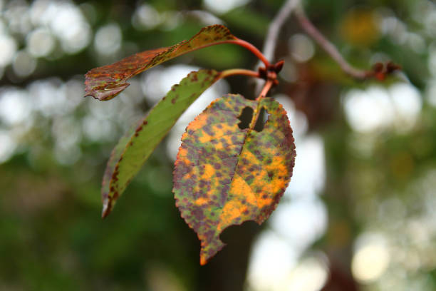istock Autumn leaf on a cherry tree. Close-up. Background. Landscape. 1369285701