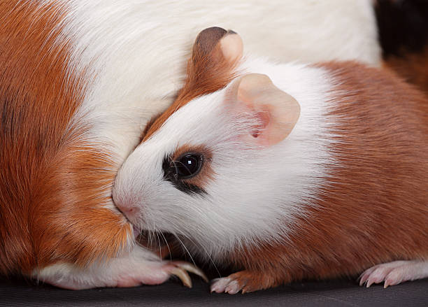 istock Guinea pig baby suckles her mother 136928663
