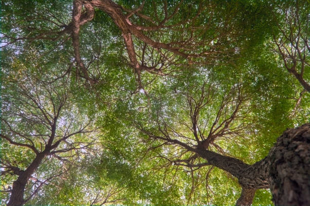 istock Green forest. Tree with green leaves and sun light. 1369286765
