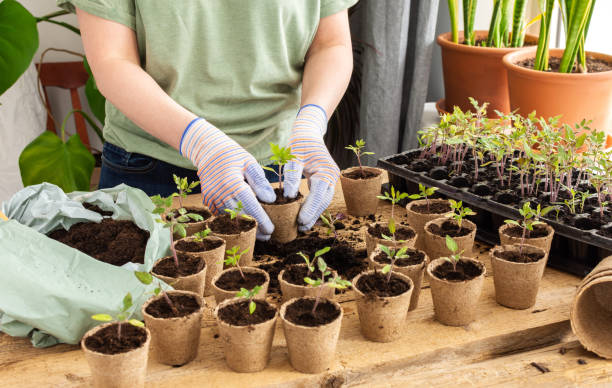 istock Transplanting seedlings, pricking out 1369286961