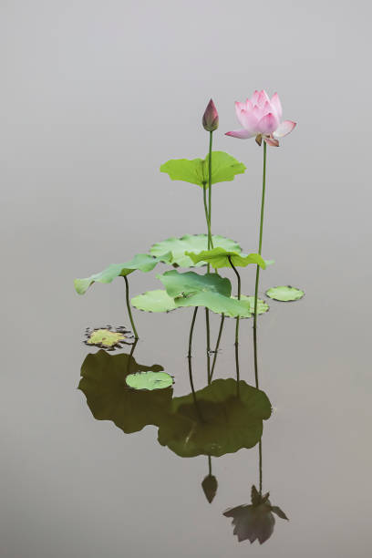 lotus - lotus reflection flower single flower photos et images de collection
