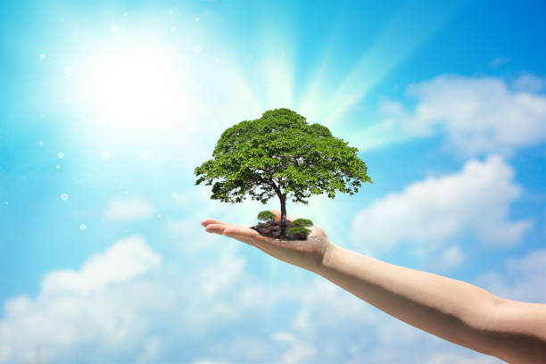 istock Hand holding a growing tree on the ground and a blurry sky background 1369288290