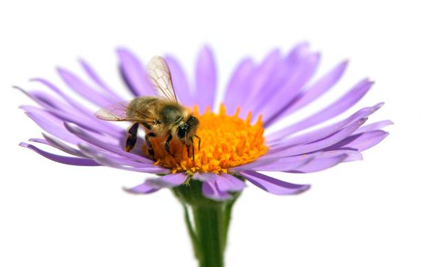 istock bee or honeybee on flower isolated on white 1369288530